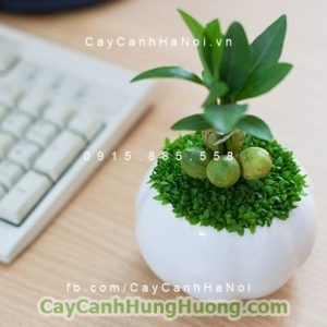 cay-bang-singapore2-768x576-300x300 Products